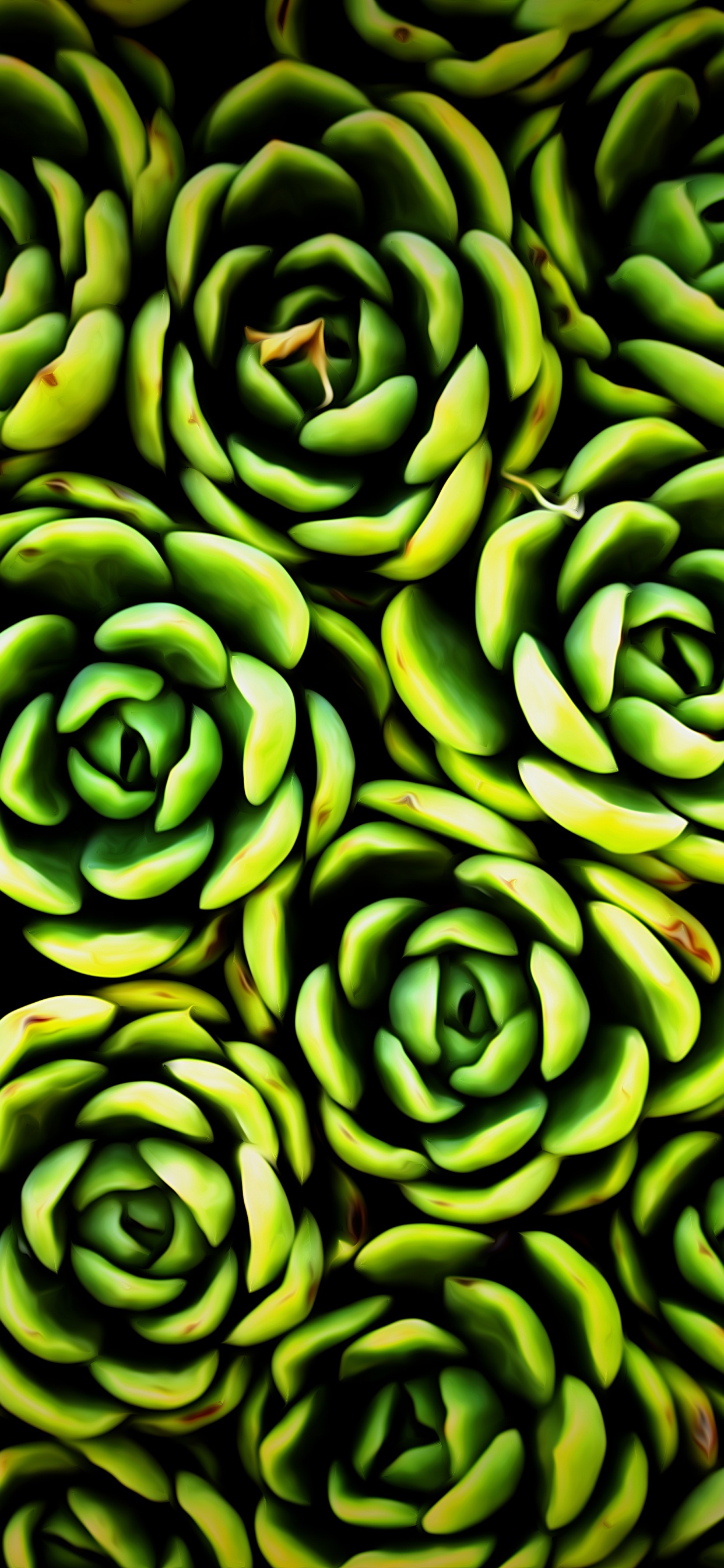 Обои сад роз, зеленый, растение, цветок, Роза в разрешении 1242x2688