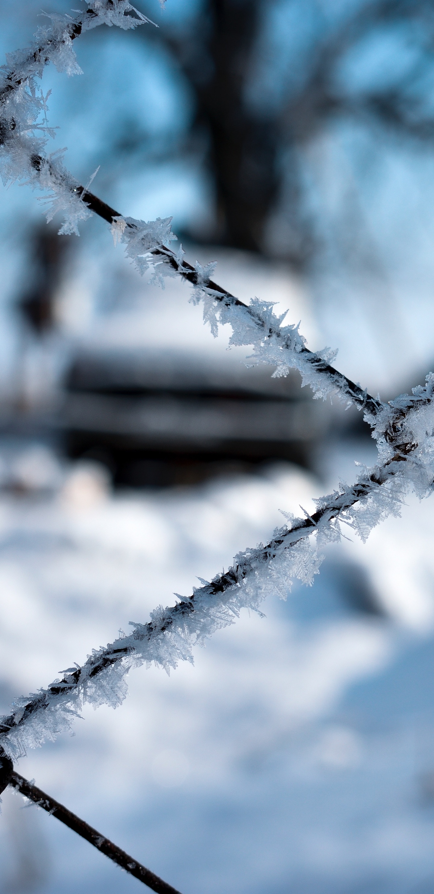 Обои забор, мороз, ограждать провода, ветвь, линия в разрешении 1440x2960