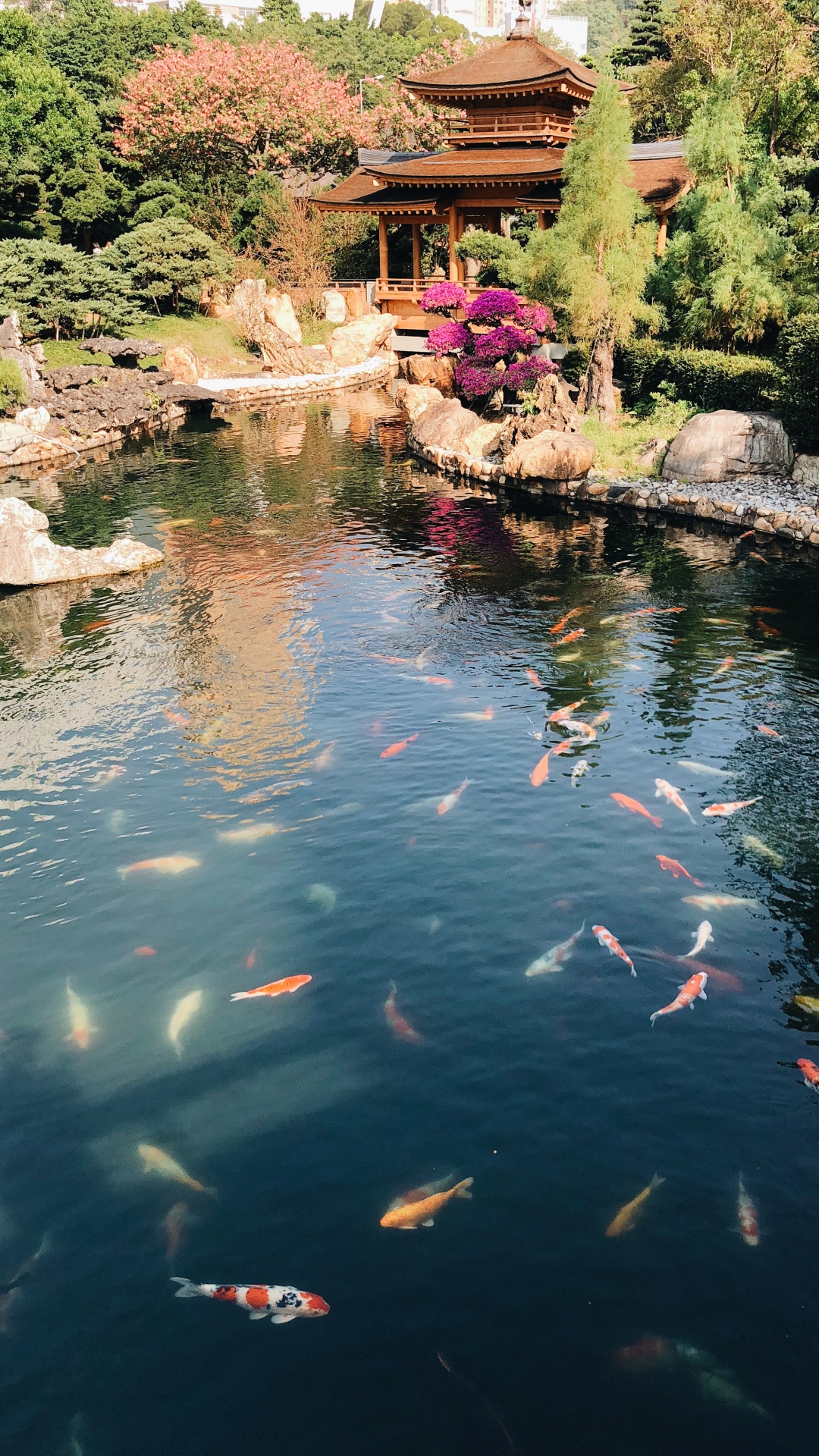 Обои отражение, плавательный бассейн, водоем, вода, кои в разрешении 1080x1920