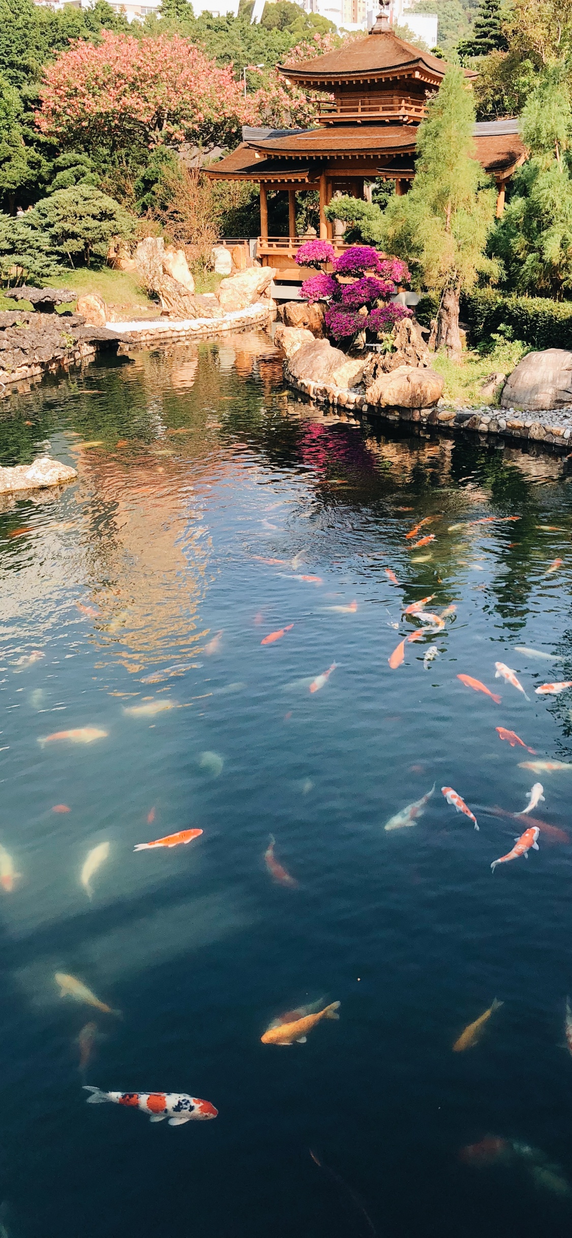 Обои отражение, плавательный бассейн, водоем, вода, кои в разрешении 1125x2436