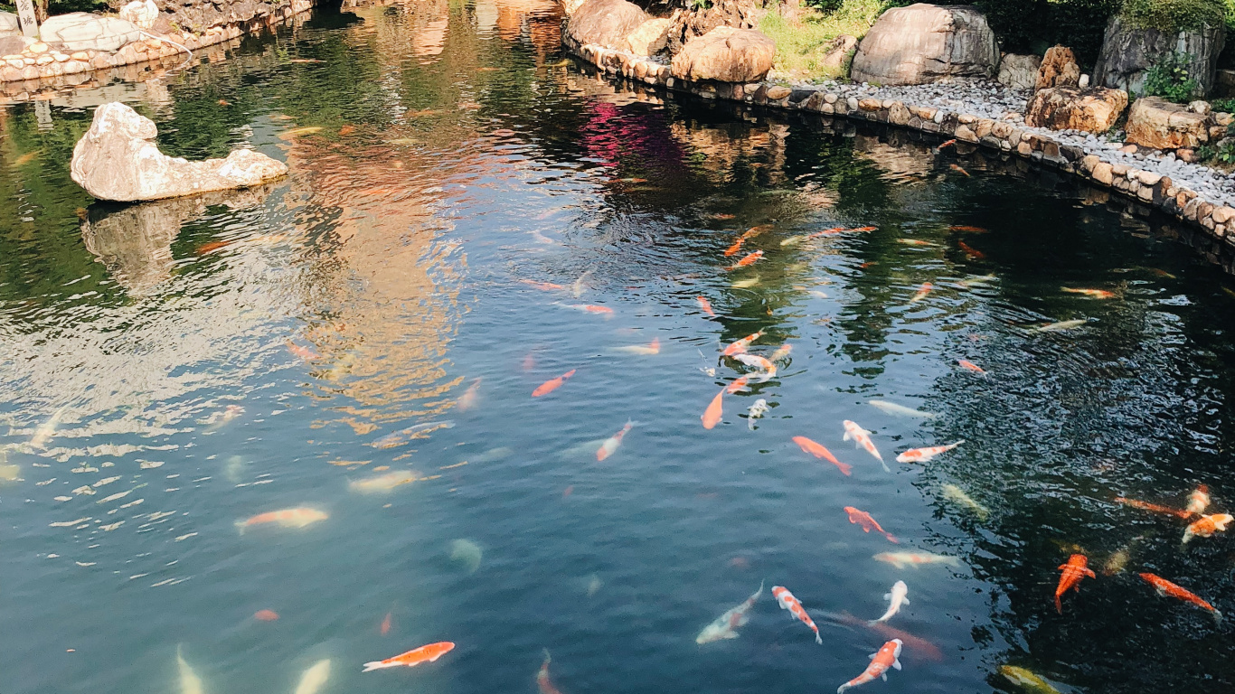 Обои отражение, плавательный бассейн, водоем, вода, кои в разрешении 1366x768