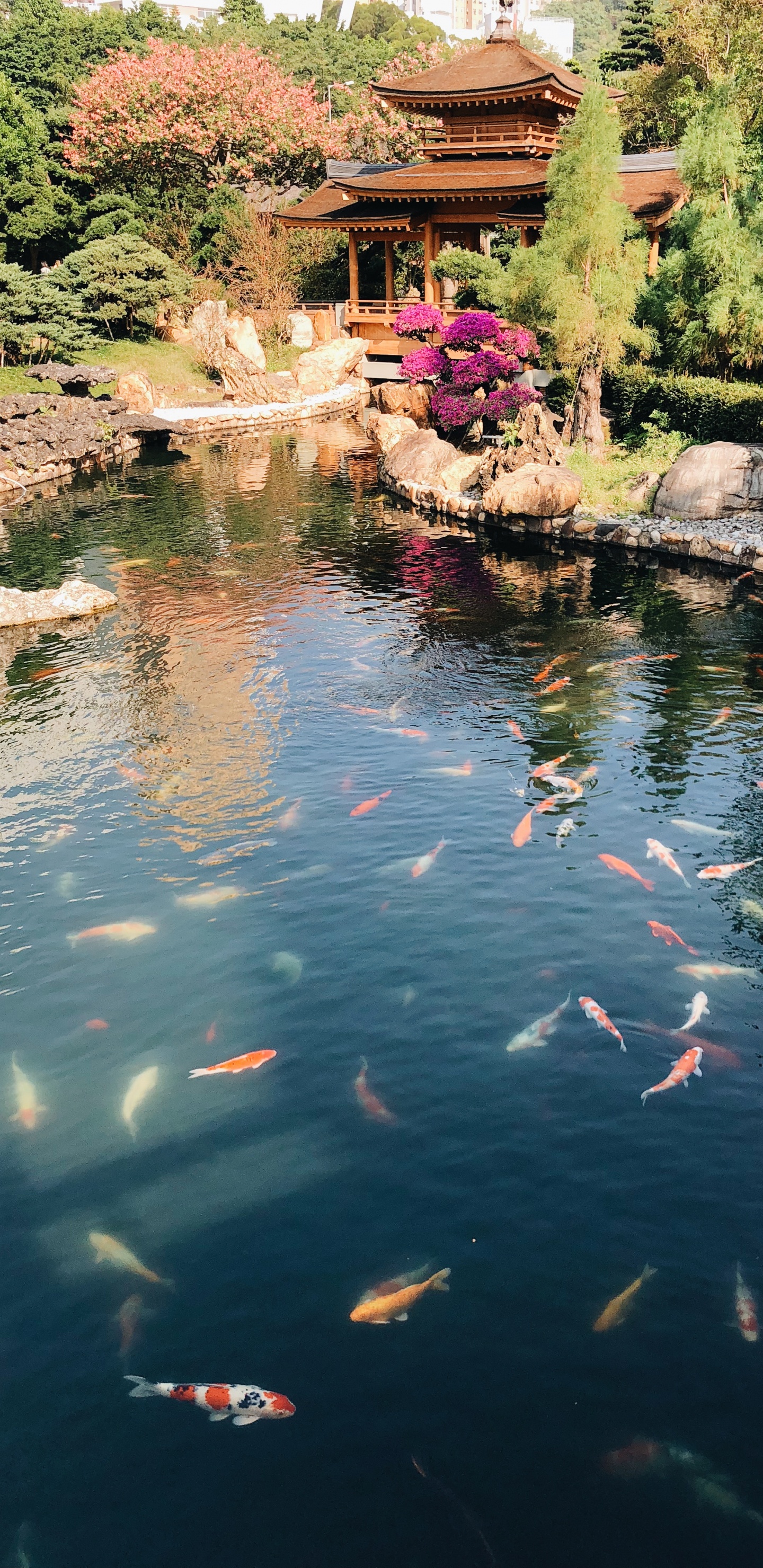 Обои отражение, плавательный бассейн, водоем, вода, кои в разрешении 1440x2960