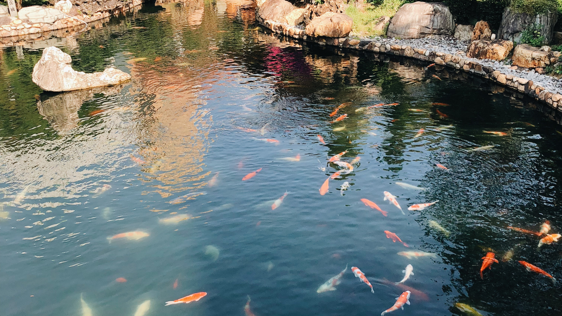 Обои отражение, плавательный бассейн, водоем, вода, кои в разрешении 1920x1080