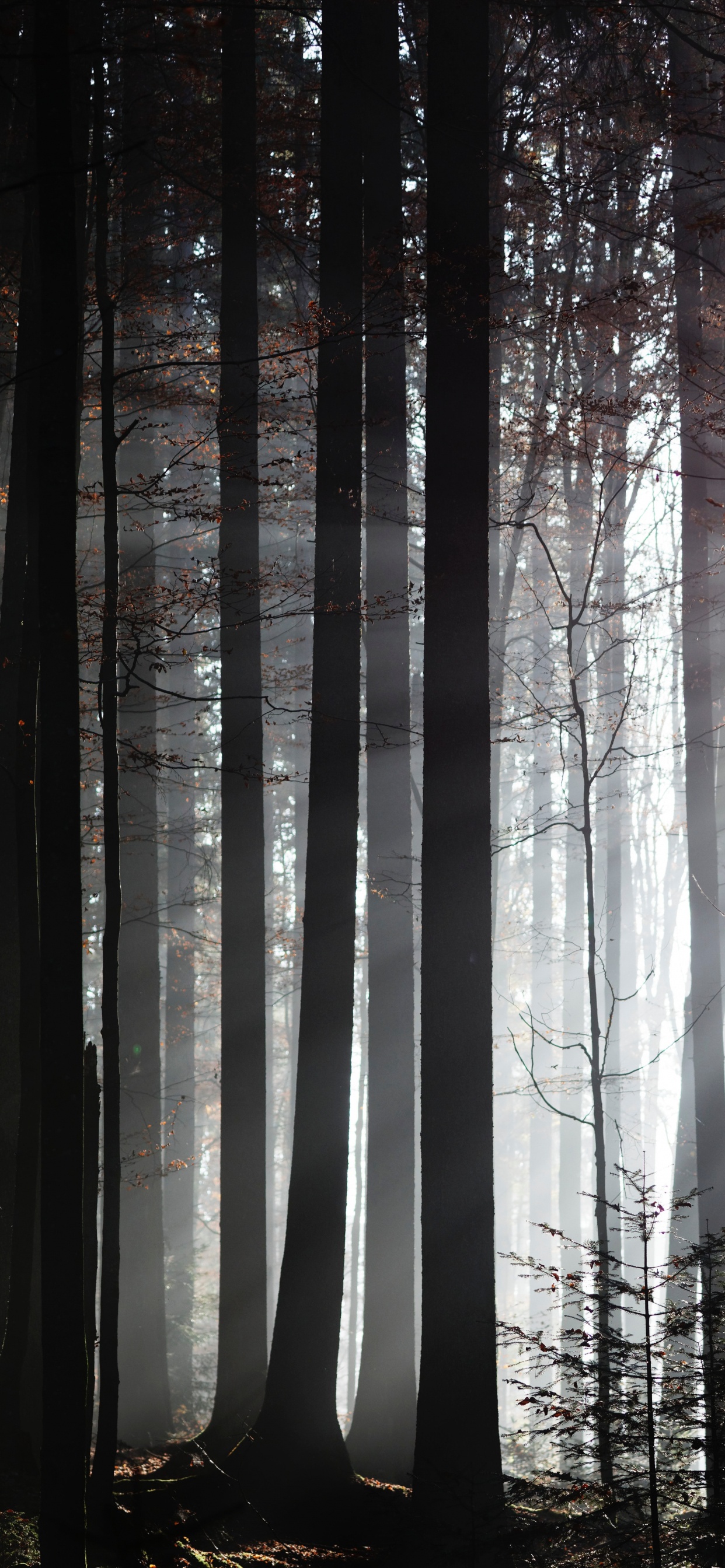 Обои лес, дерево, солнечный свет, природа, окружающая среда в разрешении 1242x2688