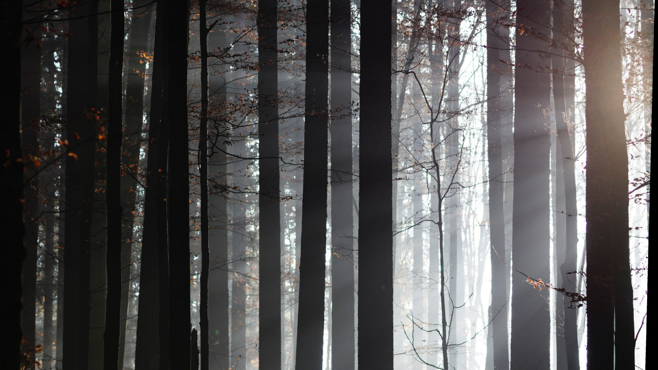 Обои лес, дерево, солнечный свет, природа, окружающая среда в разрешении 1280x720