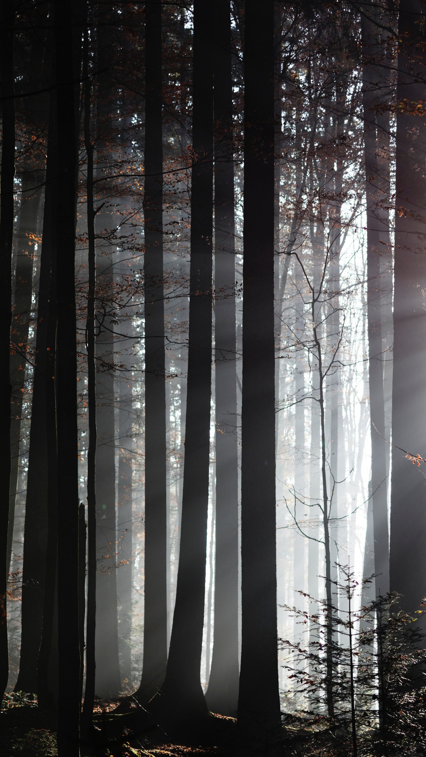 Обои лес, дерево, солнечный свет, природа, окружающая среда в разрешении 1440x2560