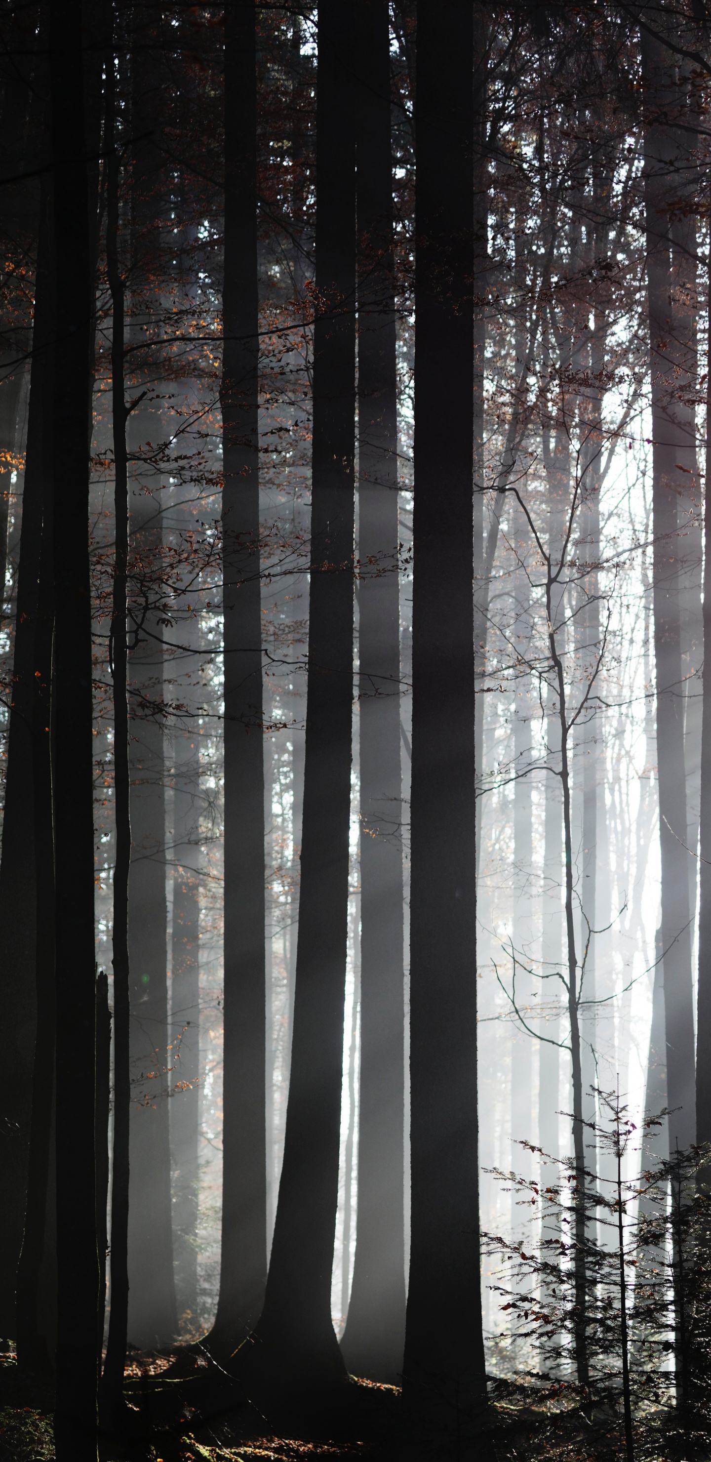 Обои лес, дерево, солнечный свет, природа, окружающая среда в разрешении 1440x2960