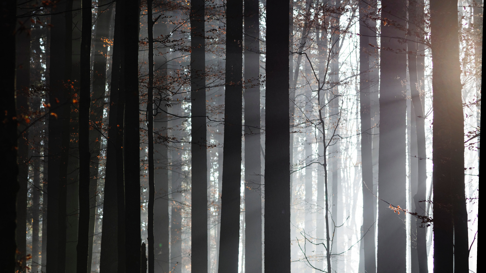 Обои лес, дерево, солнечный свет, природа, окружающая среда в разрешении 1920x1080