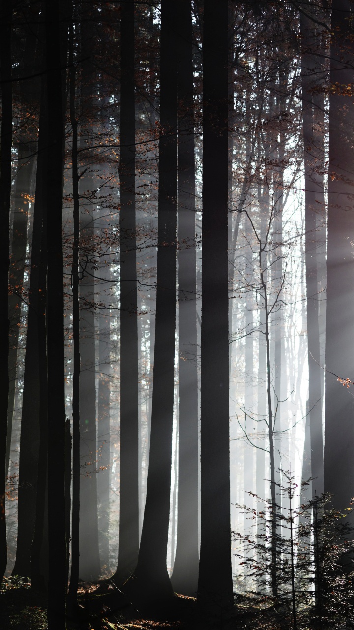 Обои лес, дерево, солнечный свет, природа, окружающая среда в разрешении 720x1280