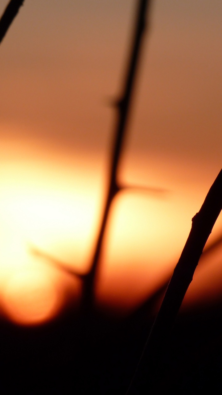 Обои закат, восход солнца, солнце, утро, прут в разрешении 720x1280