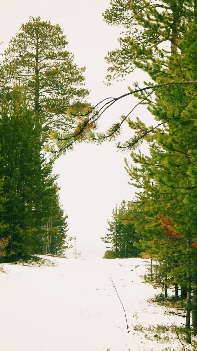 Обои ноябрьск, биом, Bostoendra, растительность, дерево в разрешении 750x1334