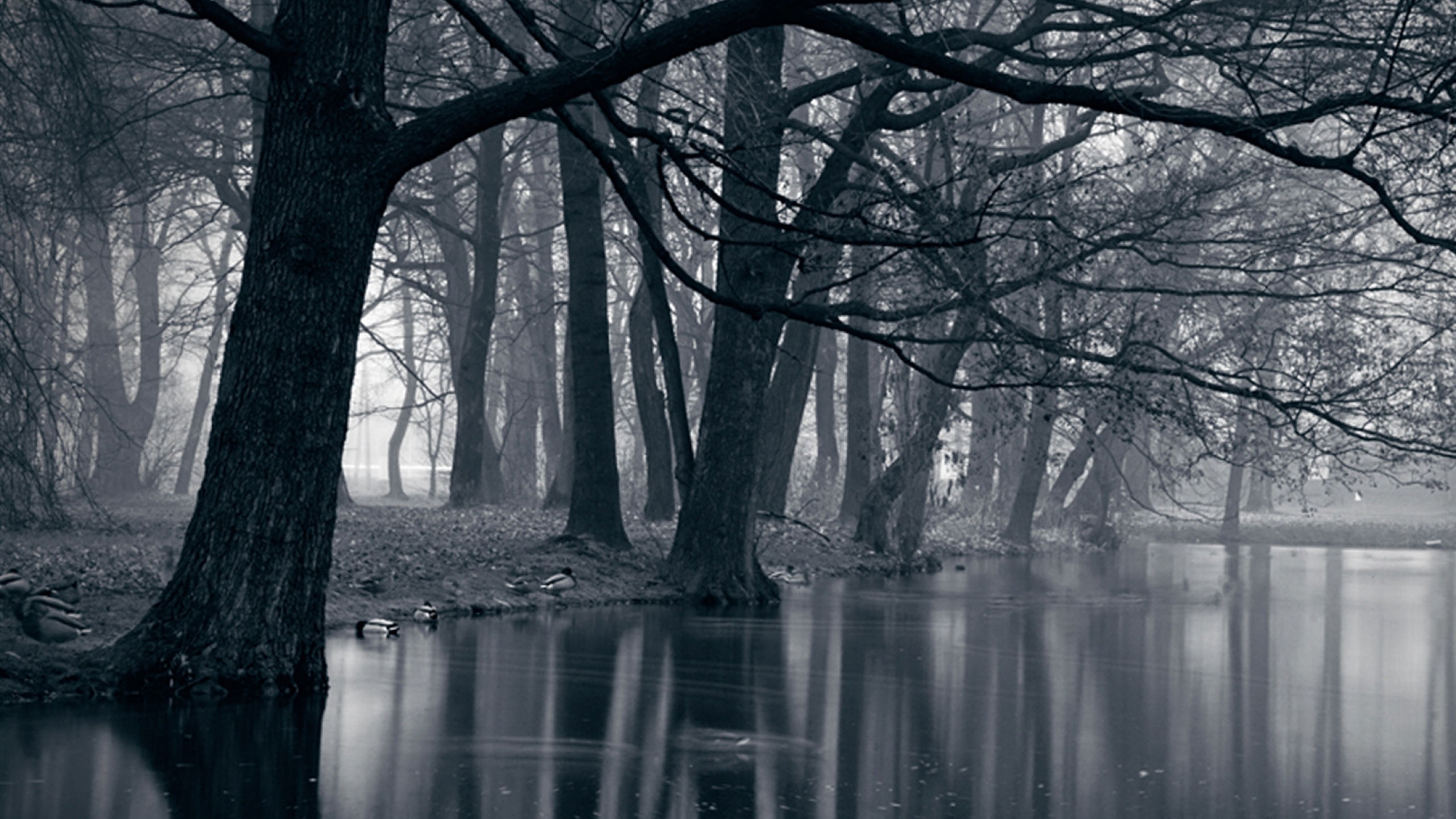 Обои лес, природный ландшафт, дерево, природа, вода в разрешении 2560x1440