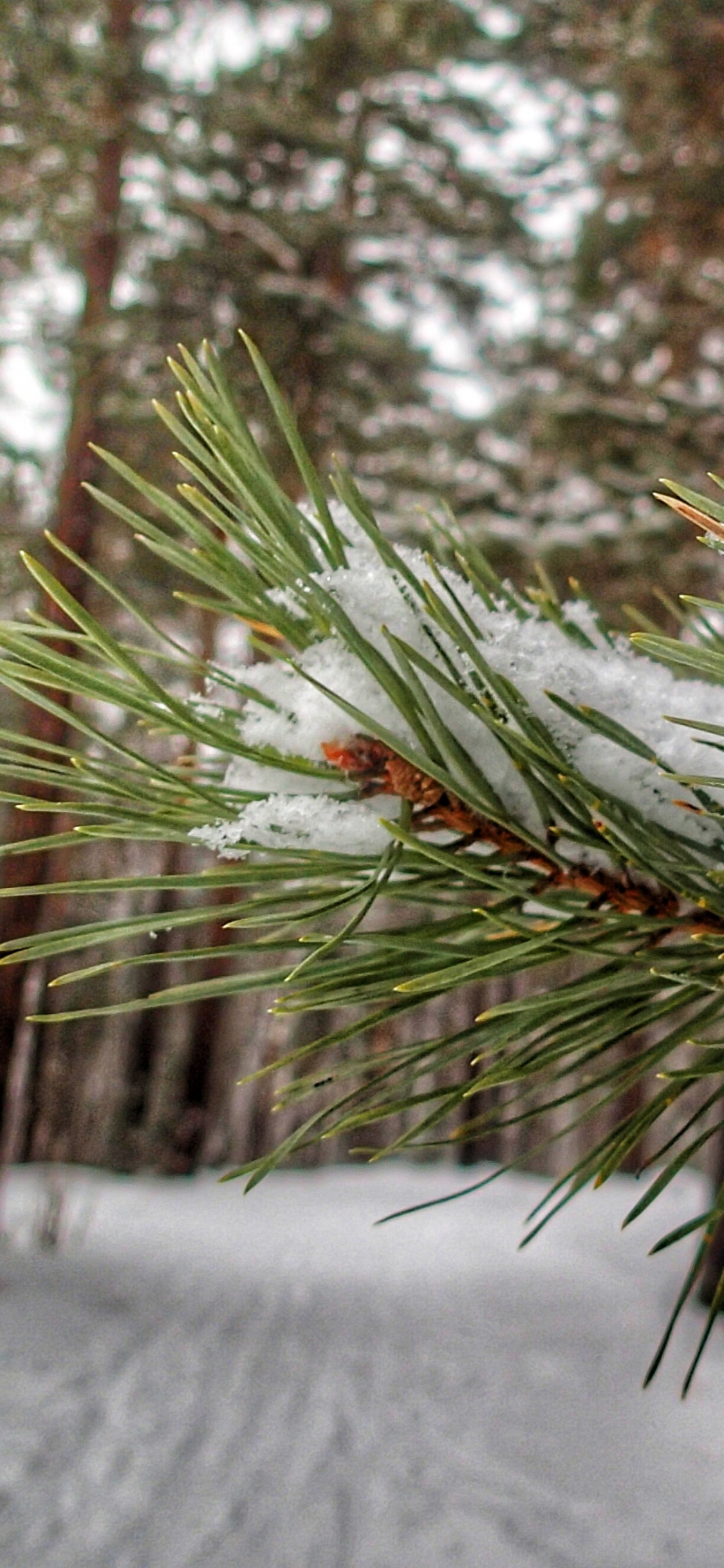 Обои ель, пихта, дерево, сосна, история в разрешении 1125x2436