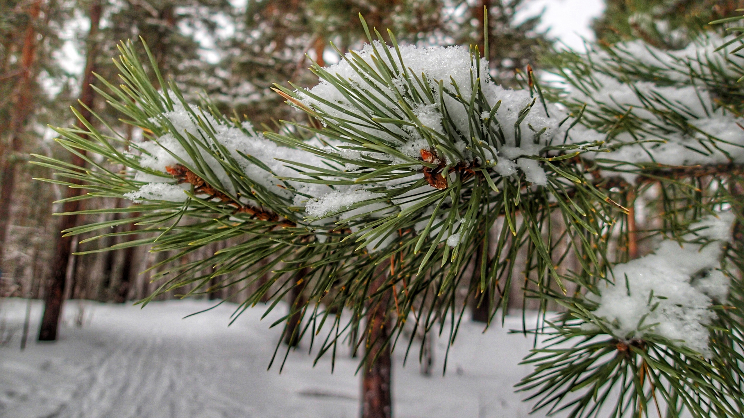 Обои ель, пихта, дерево, сосна, история в разрешении 2560x1440