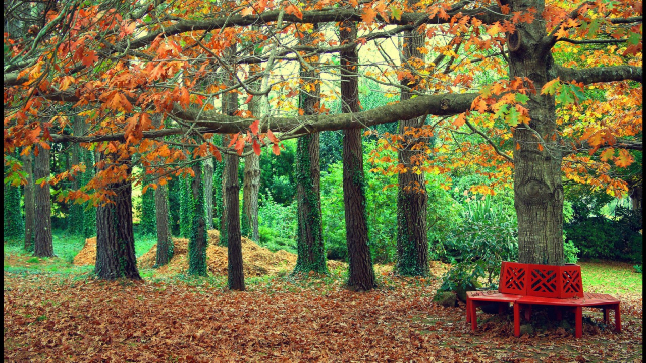 Обои дерево, природа, лист, листопадные, лесистая местность в разрешении 1280x720