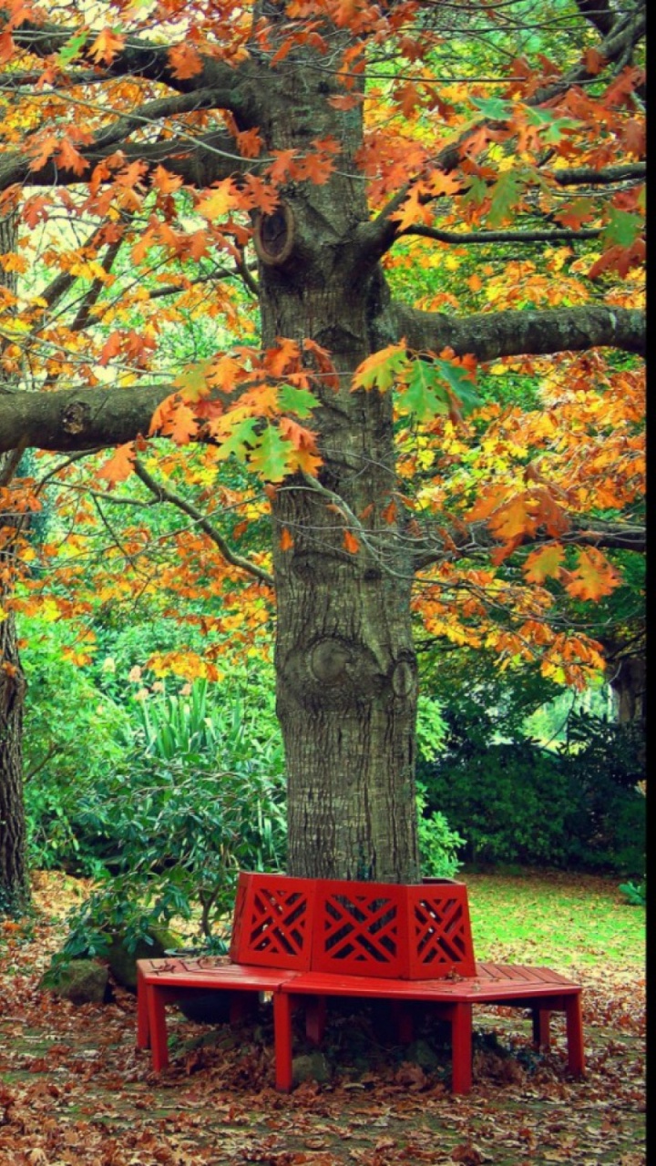 Обои дерево, природа, лист, листопадные, лесистая местность в разрешении 720x1280