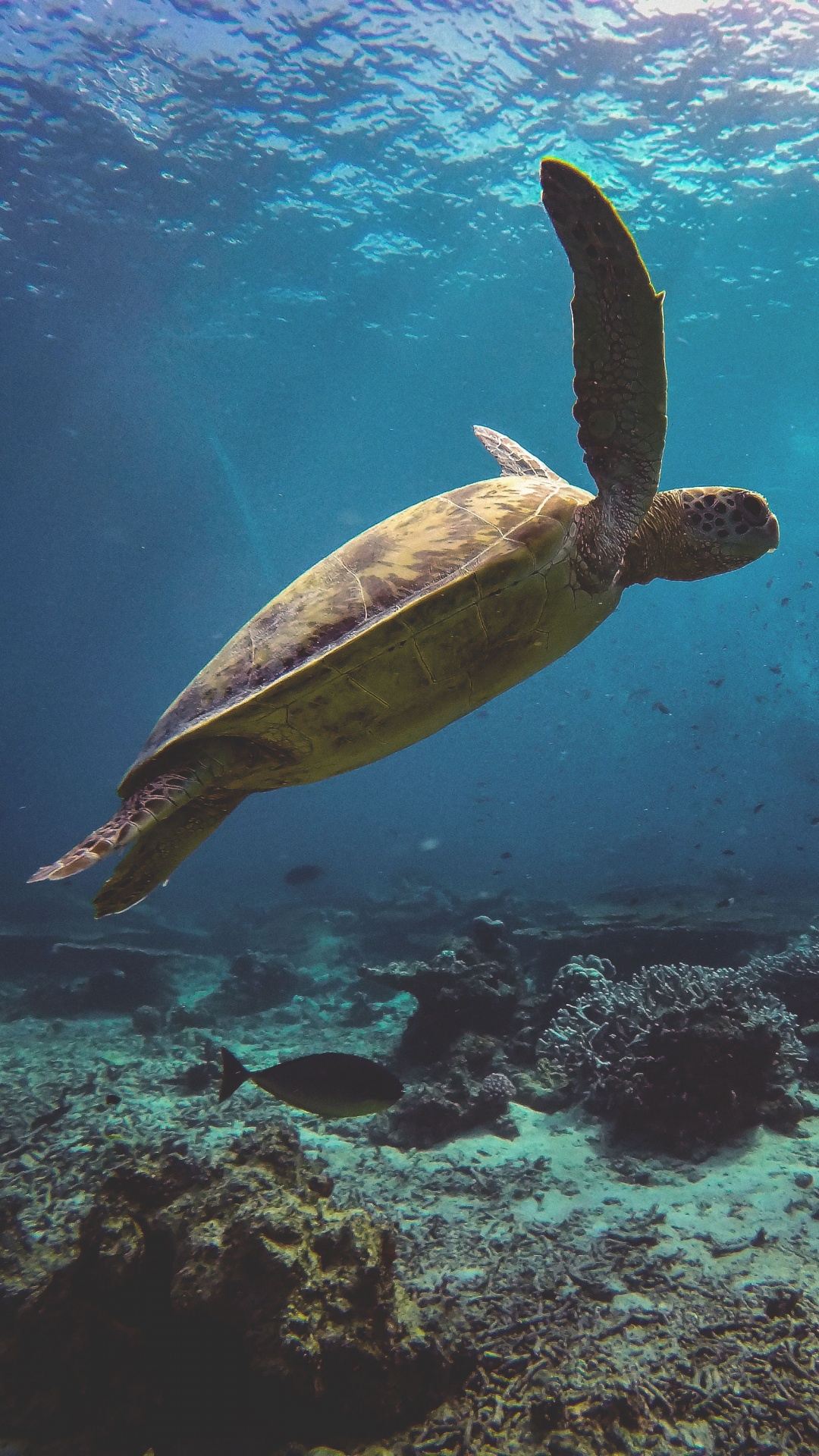 Обои морская черепаха, Морская черепаха Бисса, подземные воды, Оливковое Ридли морских черепах, Дома kemps Ридли морских черепах в разрешении 1080x1920