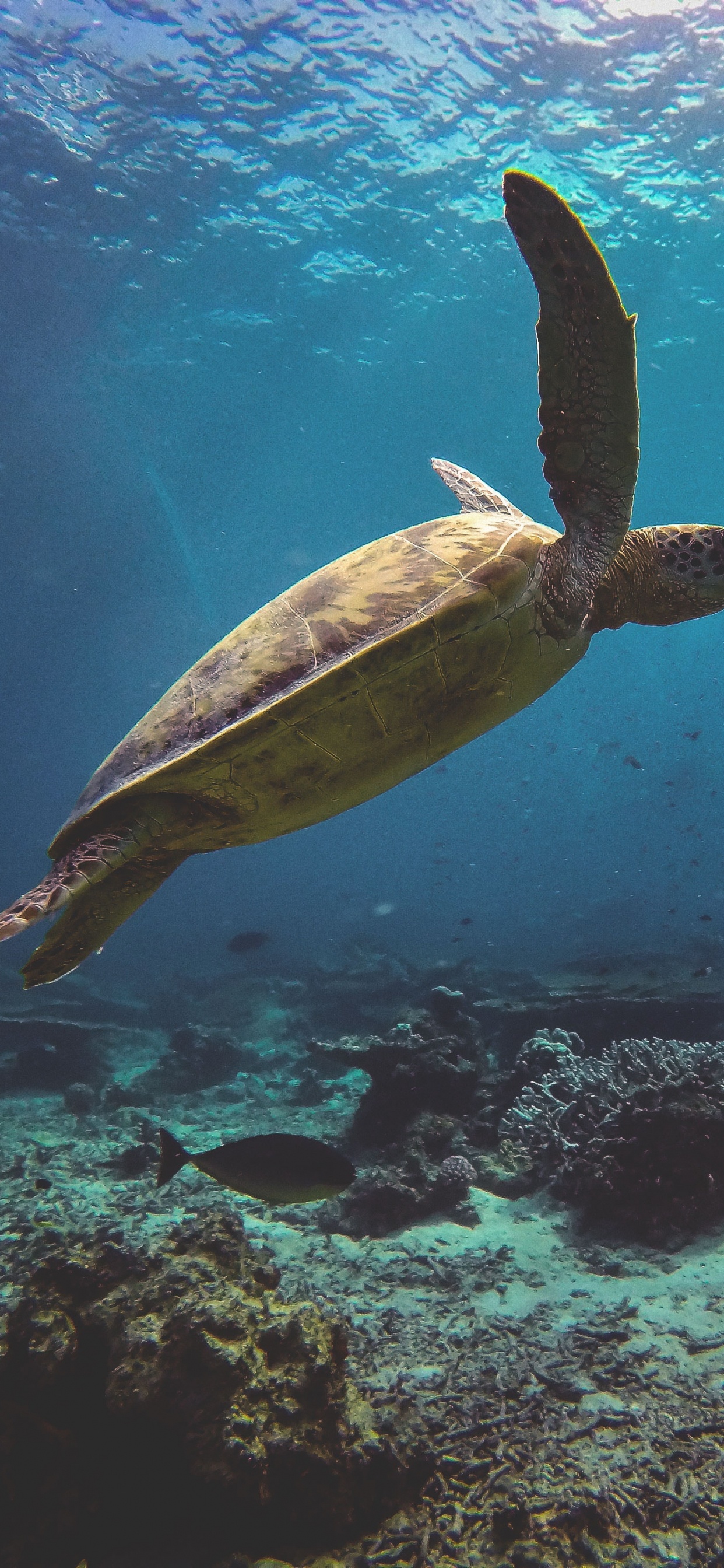 Обои морская черепаха, Морская черепаха Бисса, подземные воды, Оливковое Ридли морских черепах, Дома kemps Ридли морских черепах в разрешении 1242x2688