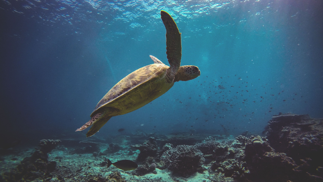 Обои морская черепаха, Морская черепаха Бисса, подземные воды, Оливковое Ридли морских черепах, Дома kemps Ридли морских черепах в разрешении 1280x720