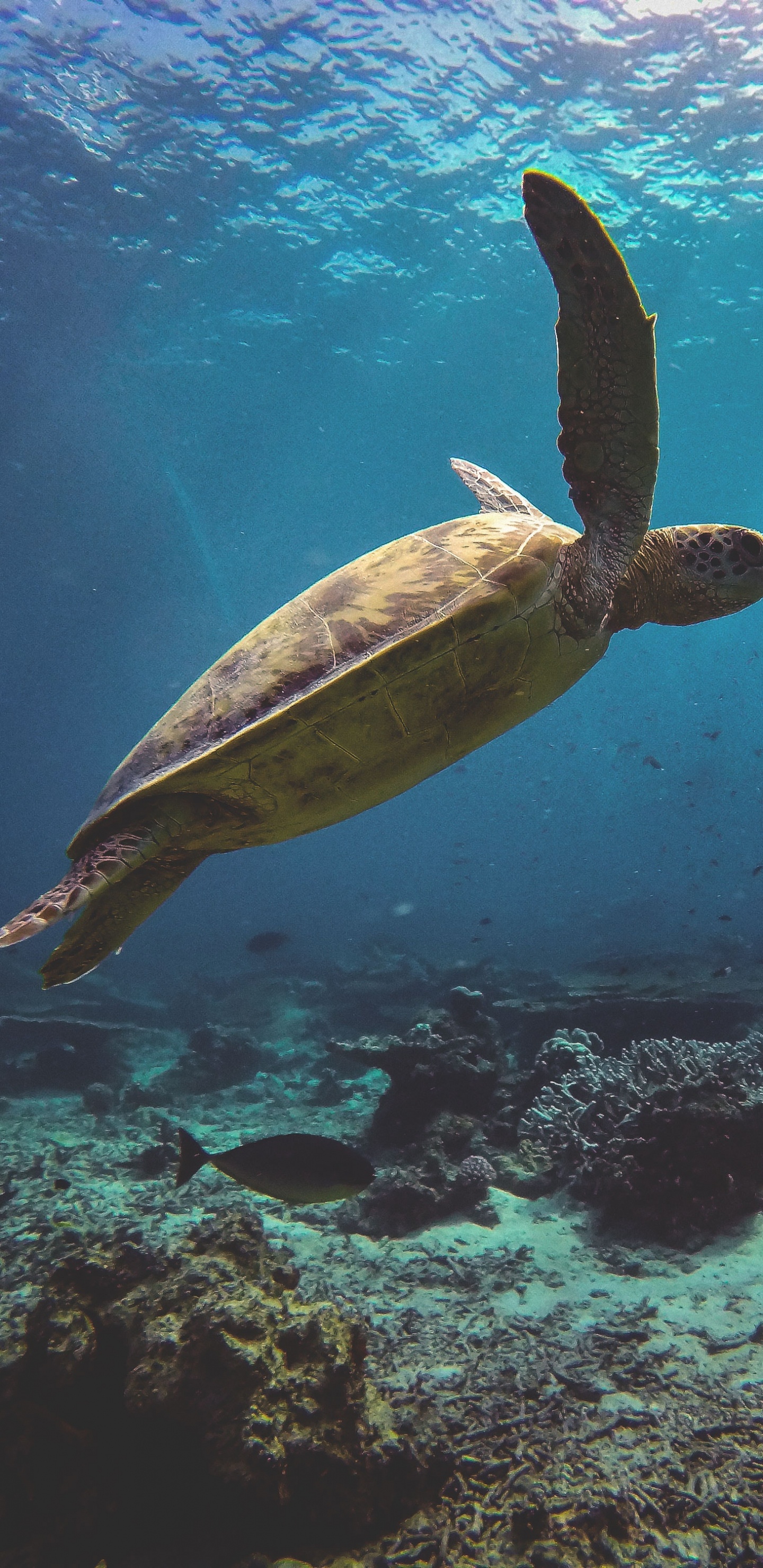 Обои морская черепаха, Морская черепаха Бисса, подземные воды, Оливковое Ридли морских черепах, Дома kemps Ридли морских черепах в разрешении 1440x2960