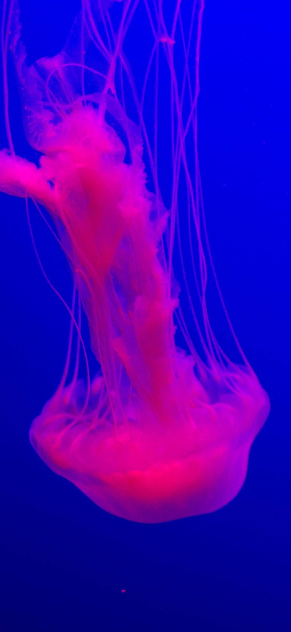 Обои Медуза, синий, cnidaria, вода, морские беспозвоночные в разрешении 1125x2436