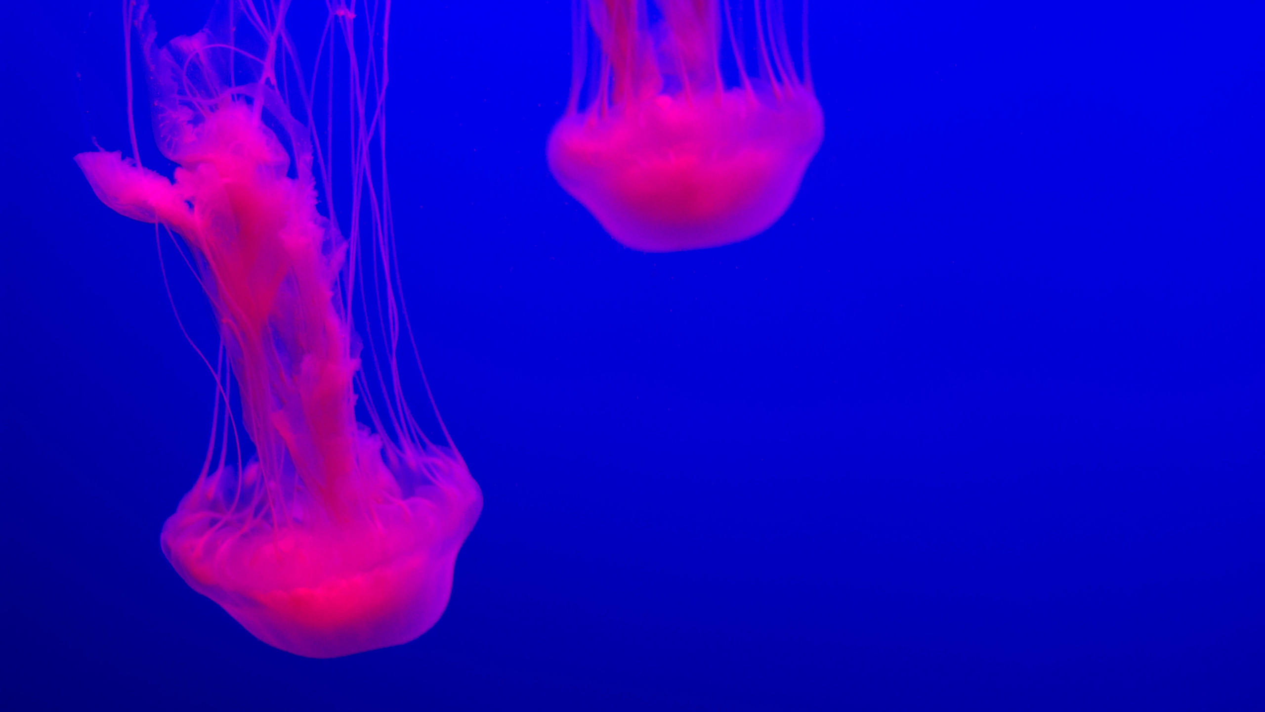 Обои Медуза, синий, cnidaria, вода, морские беспозвоночные в разрешении 2560x1440