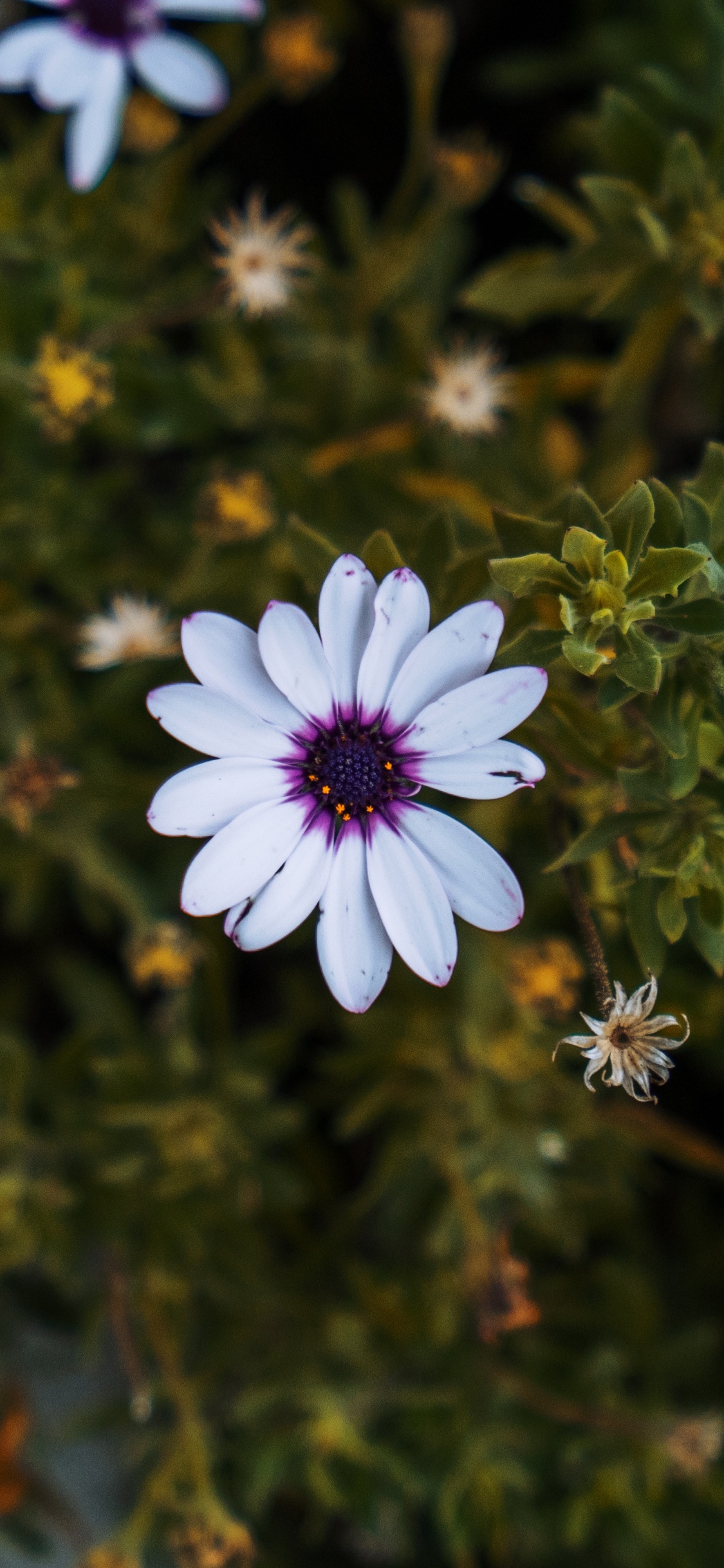 Обои цветок, лепесток, растение, цветковое растение, Астра в разрешении 1125x2436