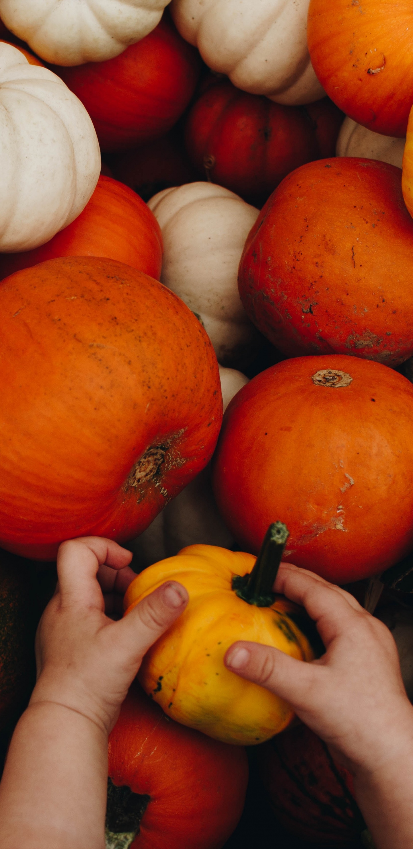 Обои осень, природные продукты, местное блюдо, цельный продукт, зимний сквош в разрешении 1440x2960