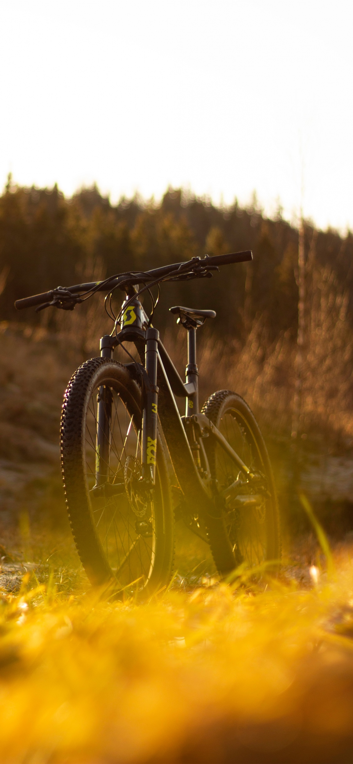 Обои природа, трава, желтый, дорога, Велоспорт в разрешении 1125x2436