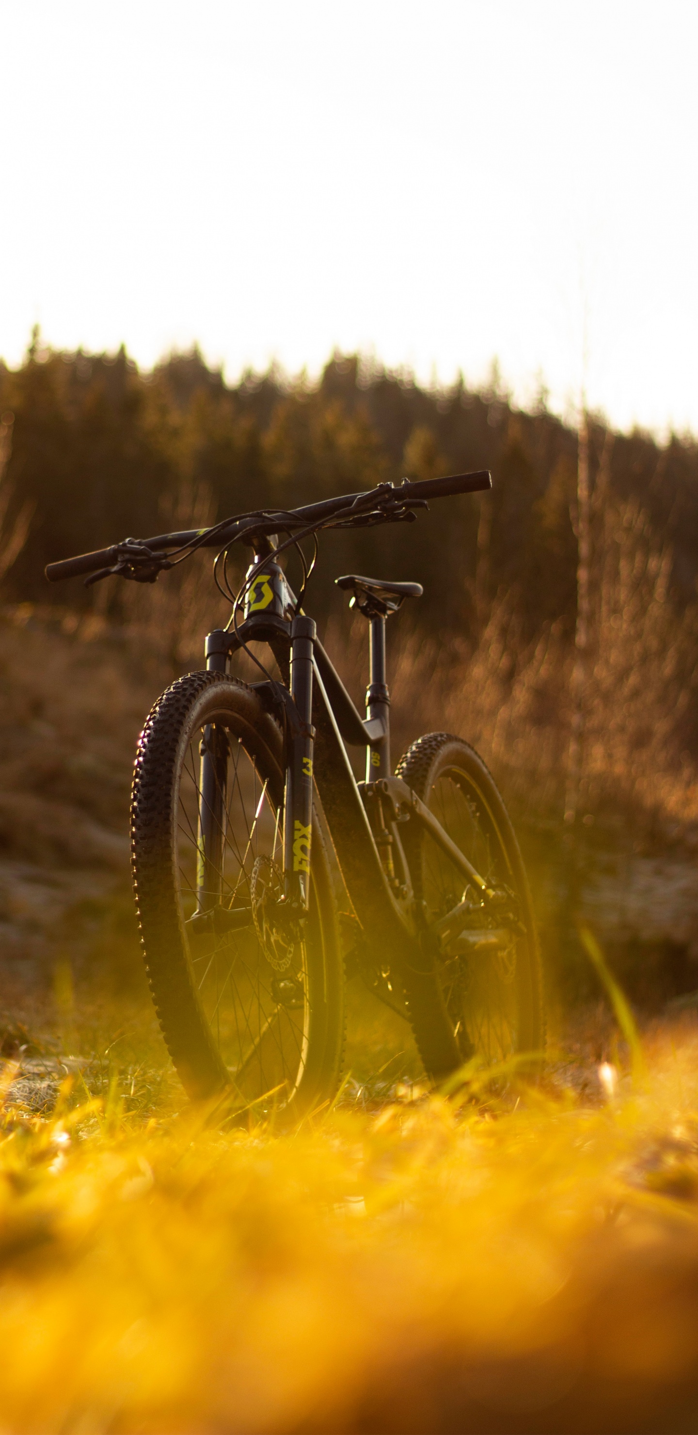 Обои природа, трава, желтый, дорога, Велоспорт в разрешении 1440x2960