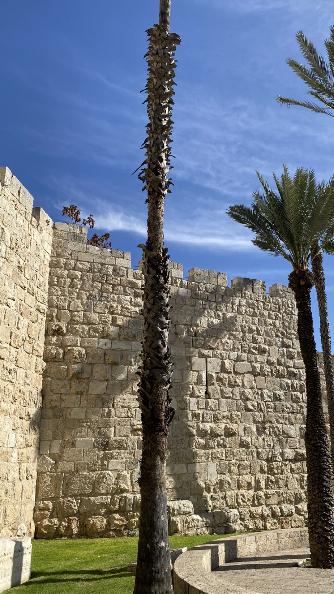 Обои пальмовые рощи, финиковая пальма, древняя история, стена, древесные растения в разрешении 1080x1920