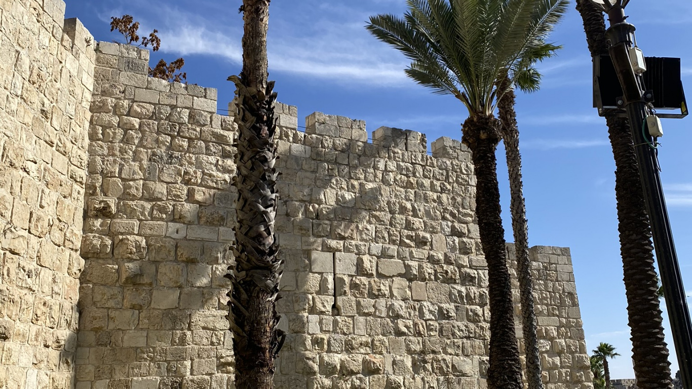 Обои пальмовые рощи, финиковая пальма, древняя история, стена, древесные растения в разрешении 1366x768