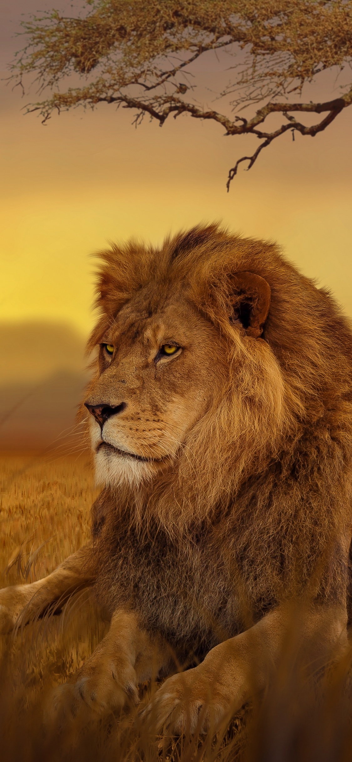 Обои Лев, белый Лев, живая природа, масаи Лев, кошачьих в разрешении 1125x2436