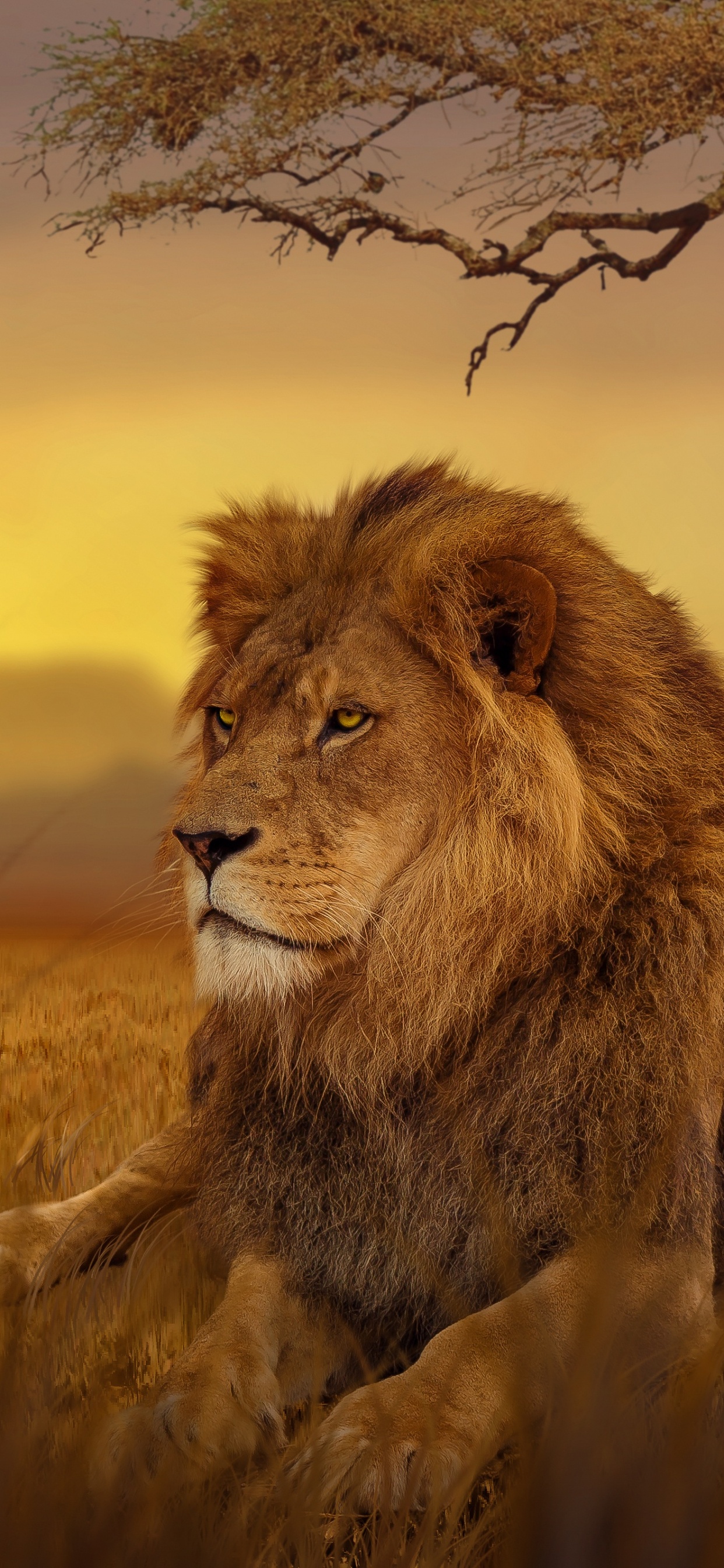 Обои Лев, белый Лев, живая природа, масаи Лев, кошачьих в разрешении 1242x2688