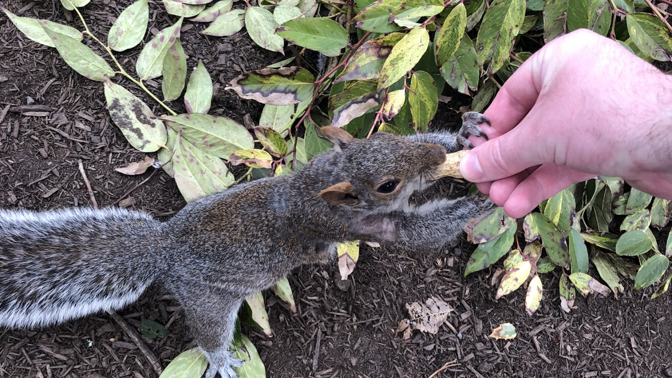 Обои ящерица, лист, рассада, наука, почва в разрешении 1366x768