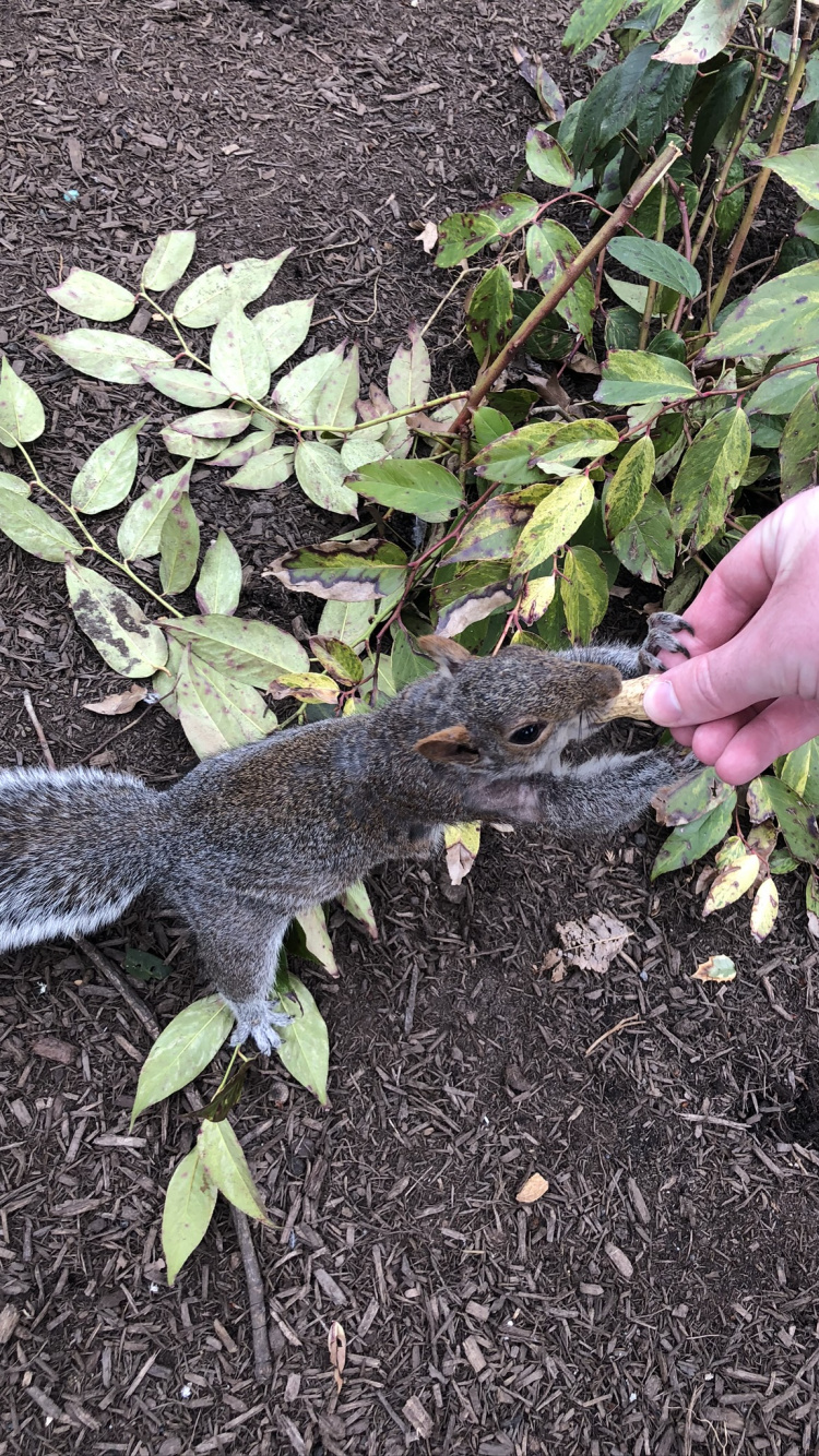 Обои ящерица, лист, рассада, наука, почва в разрешении 750x1334