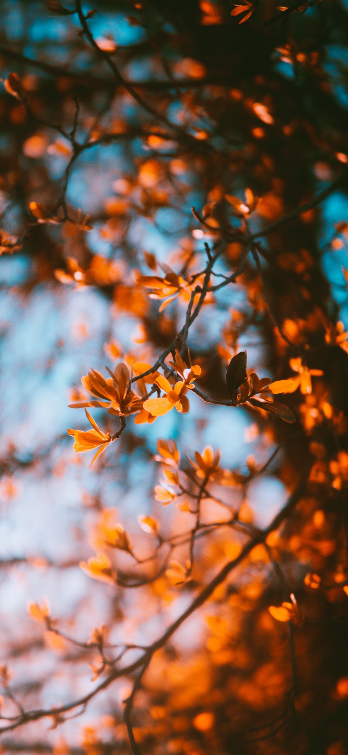 Обои эстетическая осень, осень, эстетика, природный ландшафт, прут в разрешении 1125x2436