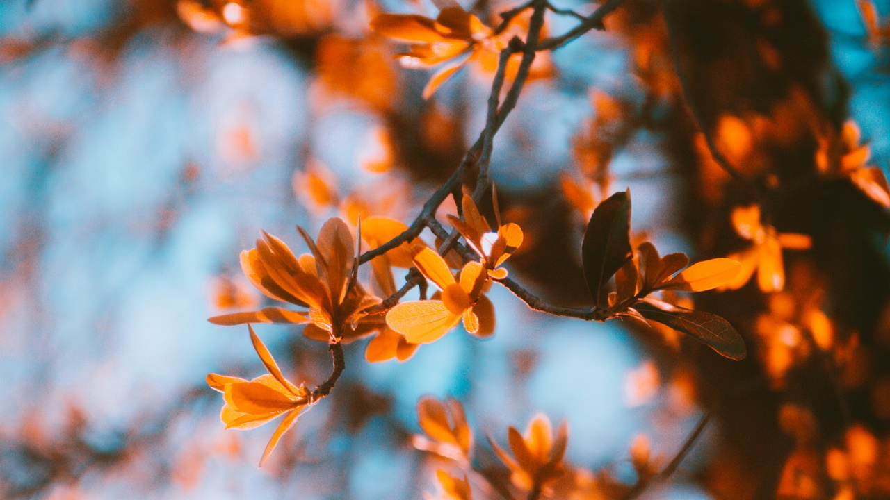 Обои эстетическая осень, осень, эстетика, природный ландшафт, прут в разрешении 1280x720