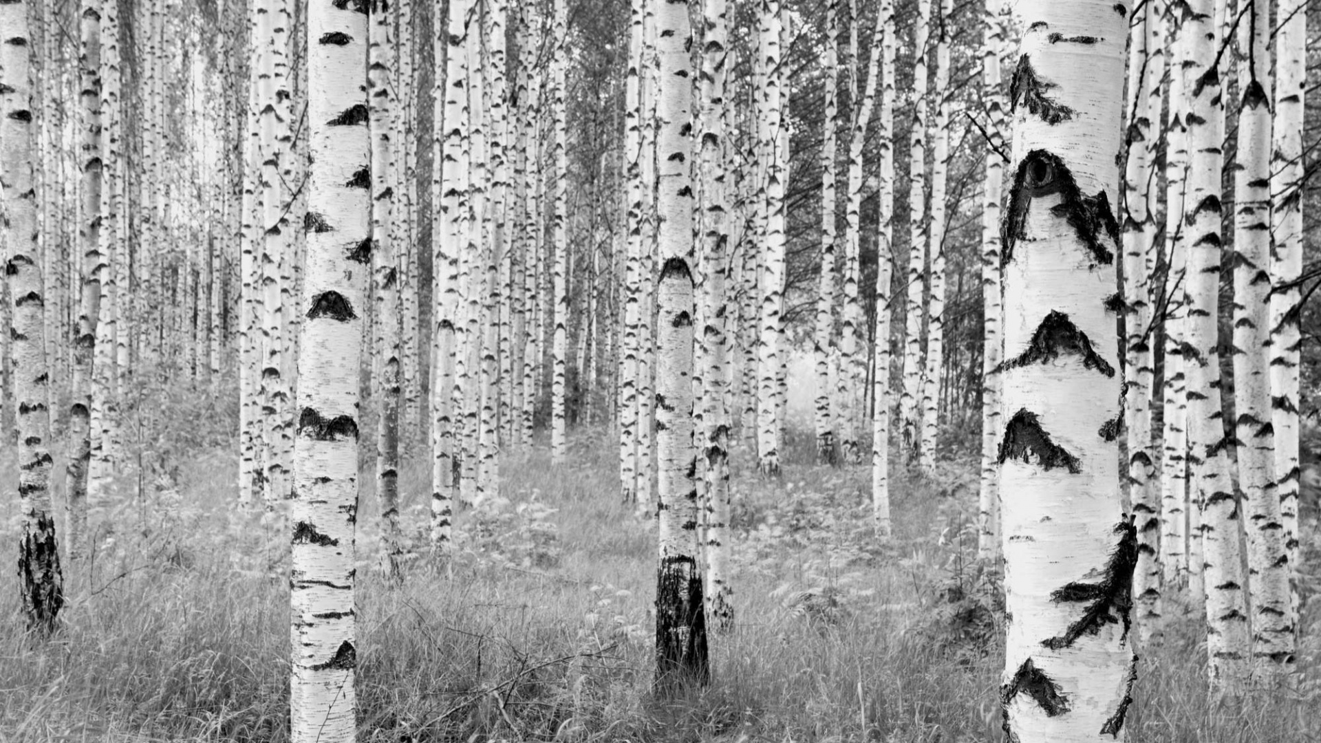 Обои фреска, дерево, береза, древесные растения, древесина в разрешении 1920x1080