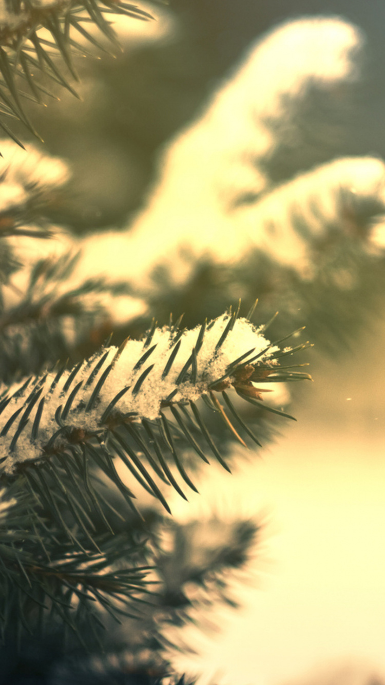 Обои ветвь, дерево, сосна, природа, свет в разрешении 750x1334