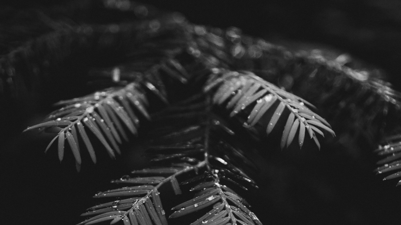 Обои черный и белый, черный, монохромный, дерево, лист в разрешении 1280x720