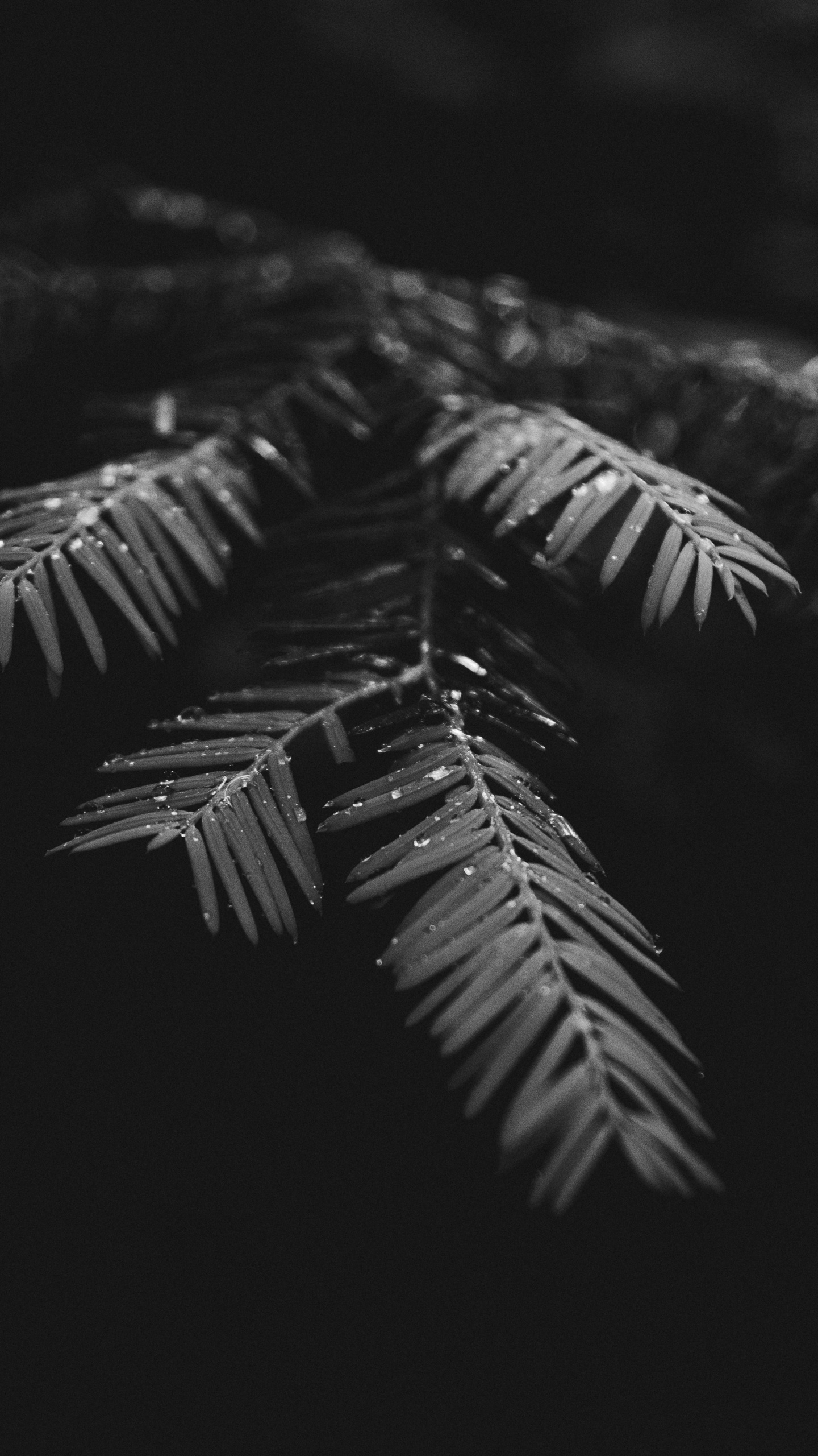 Обои черный и белый, черный, монохромный, дерево, лист в разрешении 1440x2560