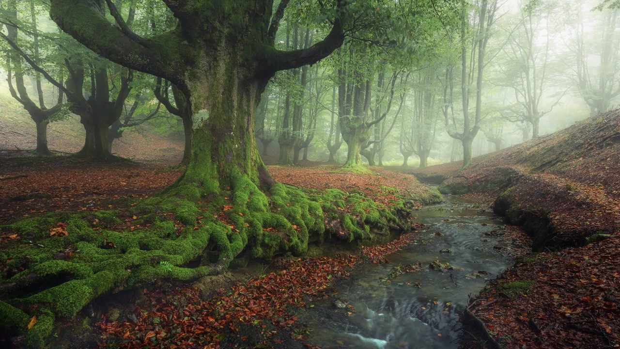 Обои дерево, природа, лес, лесистая местность, природный заповедник в разрешении 1280x720