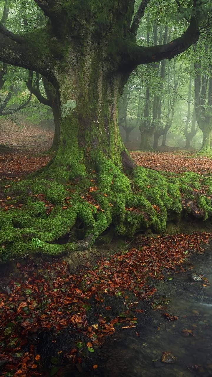 Обои дерево, природа, лес, лесистая местность, природный заповедник в разрешении 720x1280