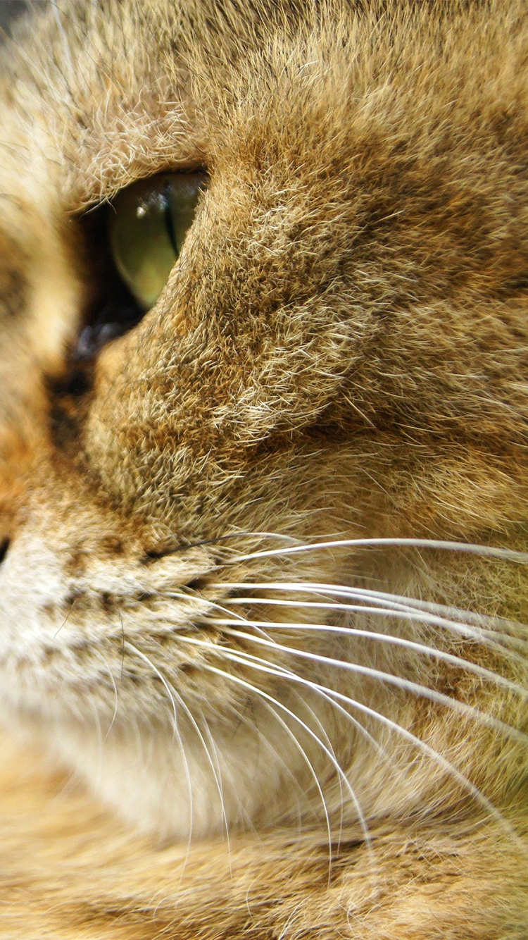 Обои котенок, морда, полосатый кот, живая природа, маленькие и средние кошки в разрешении 750x1334