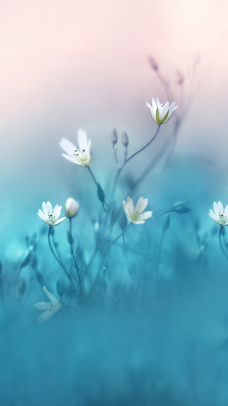 Обои Huawei, Huawei Nova, Huawei Nova 3, лепесток, цветок в разрешении 750x1334