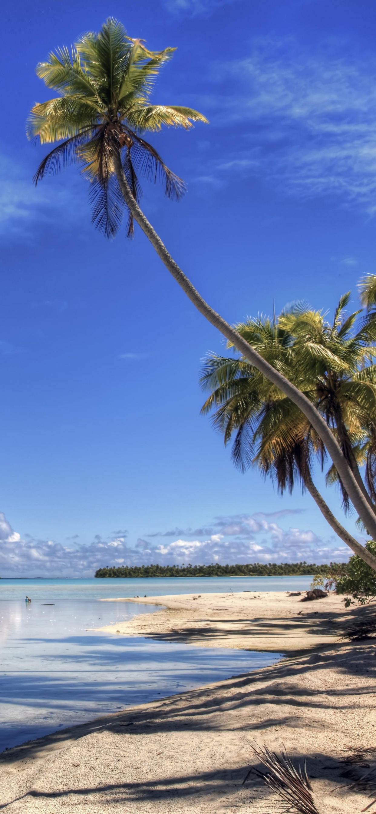 Обои Пальма, море, дневное время, тропическая зона, Карибский бассейн в разрешении 1242x2688