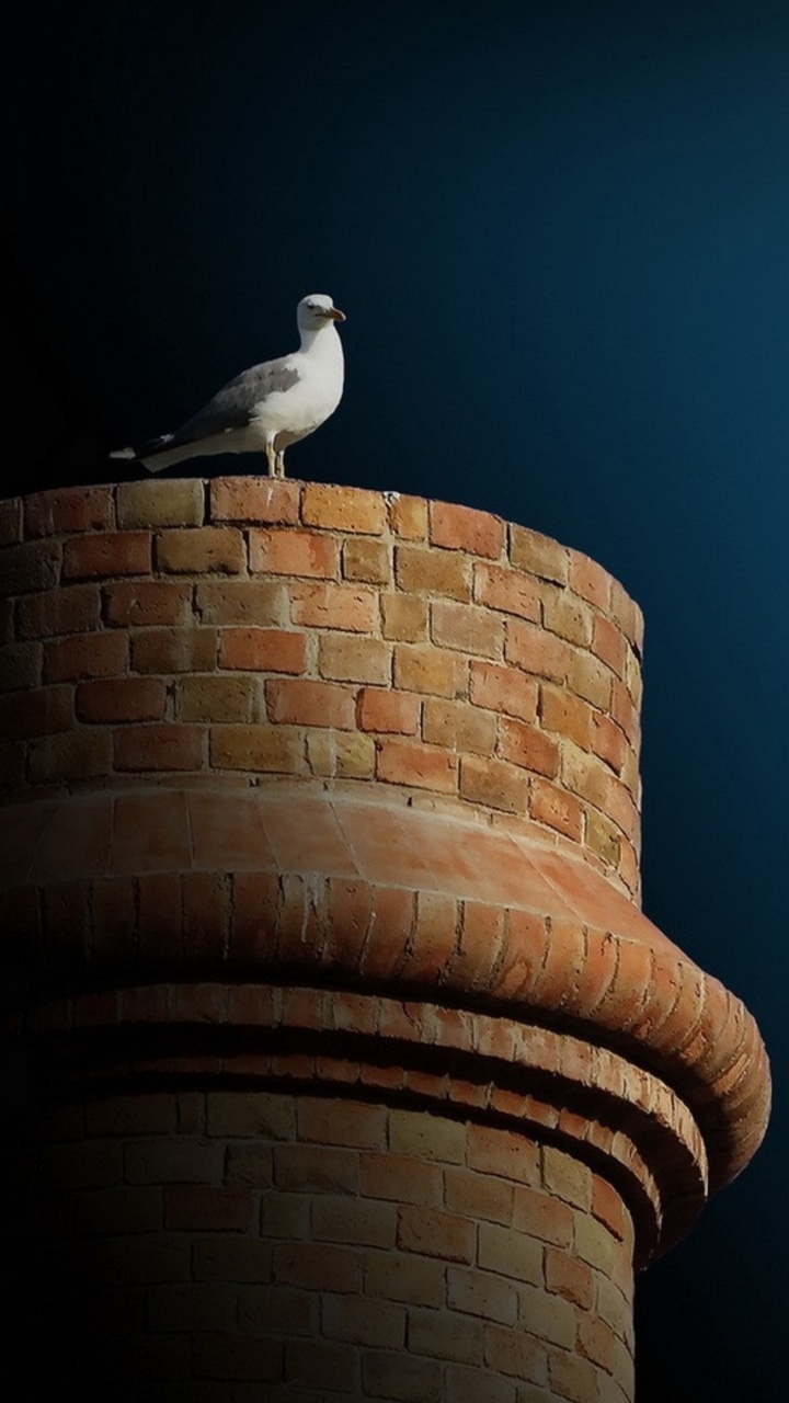 Обои чайки, синий, птица, спокойный, морская птица в разрешении 720x1280