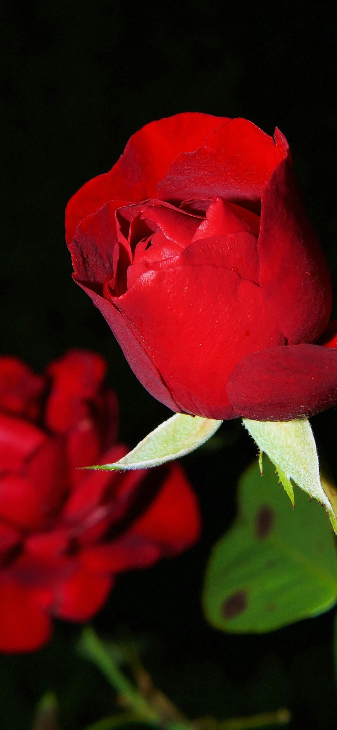 Обои лучшая роза, сад роз, цветок, гибридная чайная роза, цветочный букет в разрешении 1125x2436