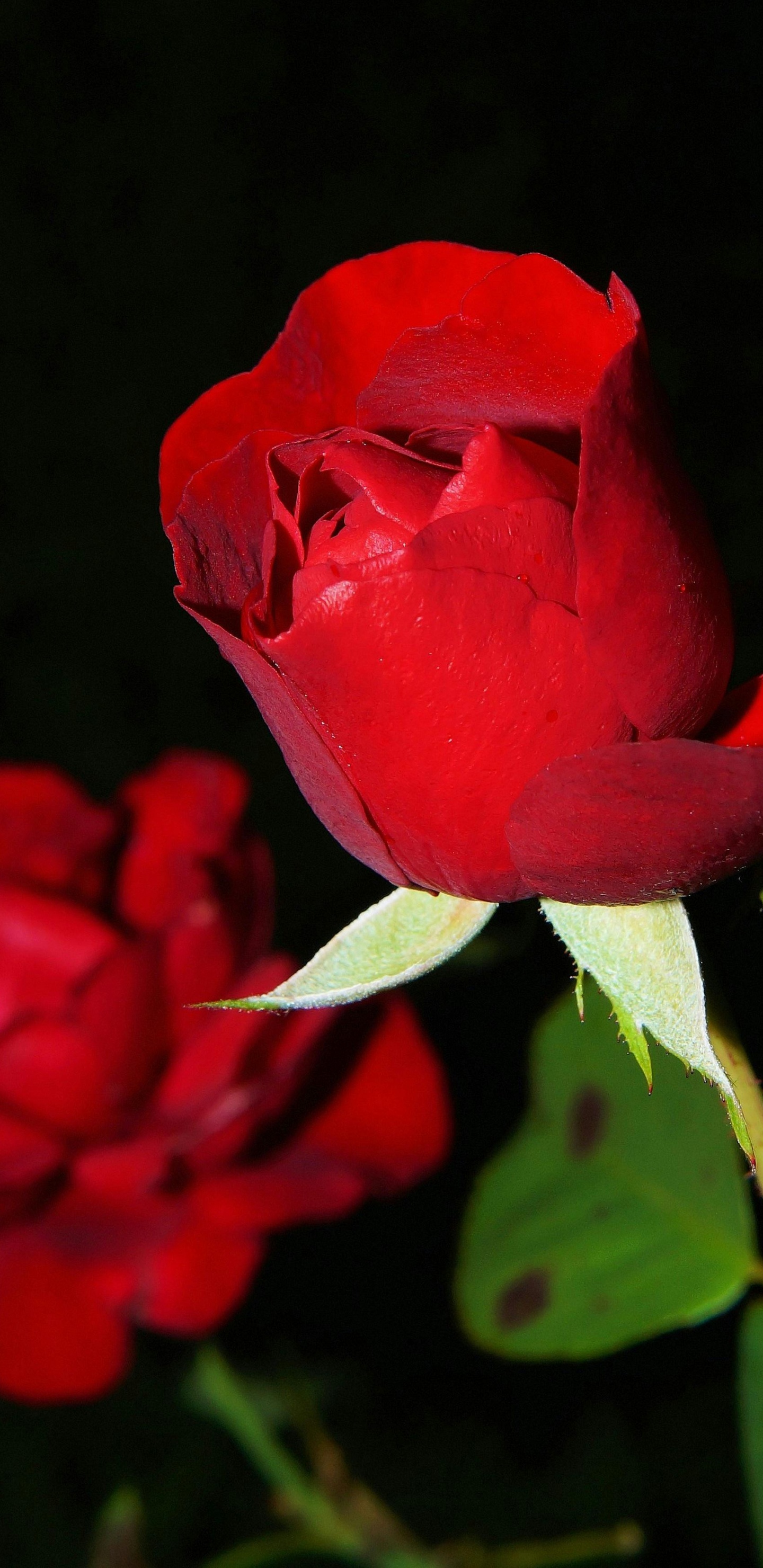 Обои лучшая роза, сад роз, цветок, гибридная чайная роза, цветочный букет в разрешении 1440x2960